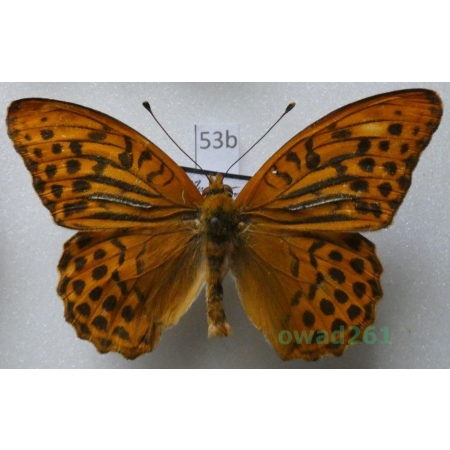 Argynnis paphia (Linnaeus, 1758) male Dostojka malinowiec Czech53b